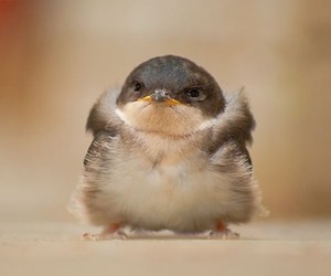 幼鸟体积小、抵抗力弱，而且发展尚未完全