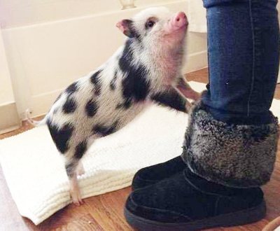 萌翻一切的宠物猪