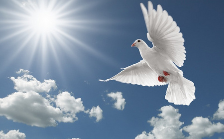 鸽子消瘦病的症状有哪些 用朱砂治消瘦病