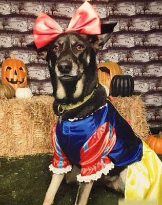 万圣节的白雪公主，真是美美哒~~