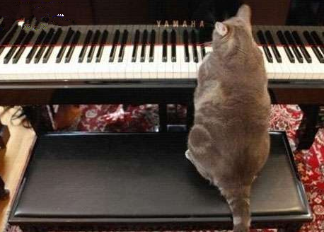 喵，可以开始演奏了！