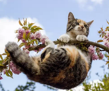 喵星人技术了得呀