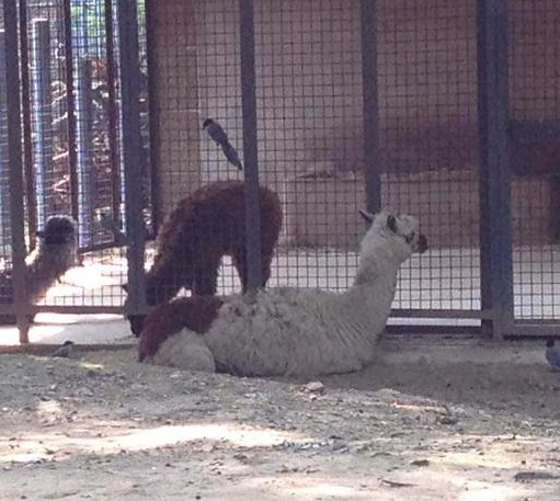 undefined{{pos:,w:,h:}}