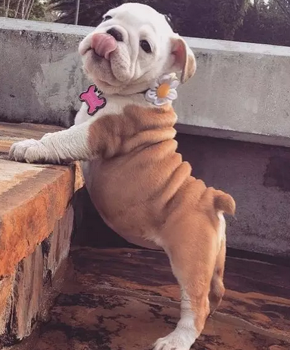 伦家不是胖嘟嘟，只是有点婴儿肥