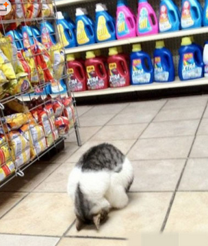 喵星人现在都喜欢在超市里睡觉了吗