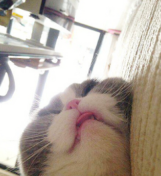 睡成这样我是服了，你的傲娇呢