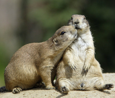 虐狗的节奏啊！连小动物都秀恩爱了！