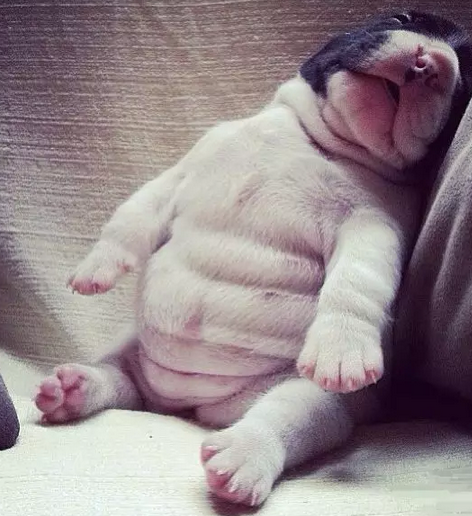 米其林先生你好！