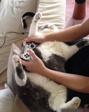 求此刻猫咪的心理阴影面积……