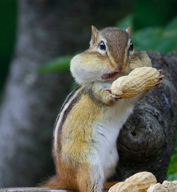 看起来很好吃的样子