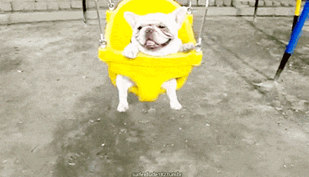 汪星人专属座椅