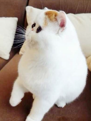 是不是该减肥了