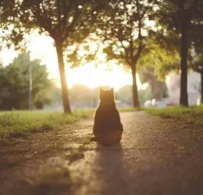 喵星人的小背影