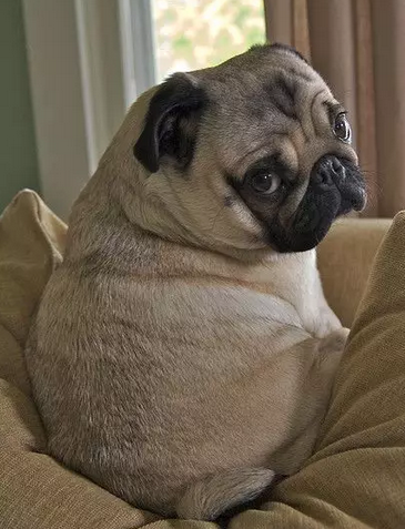 作为胖纸，回眸都难，就更别说回眸一笑了