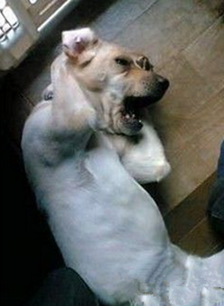 卧槽，主人求你别再说了