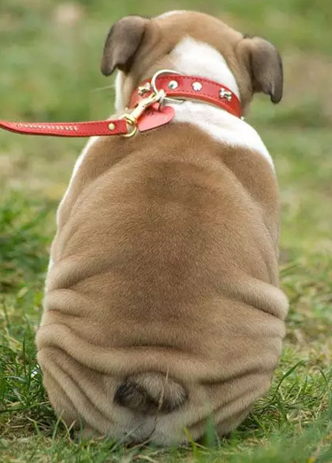 这忧伤，又喜感的背影