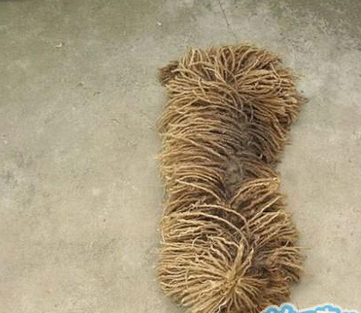 尼玛，我还以为是拖把呢，原来是偶家狗狗在睡觉