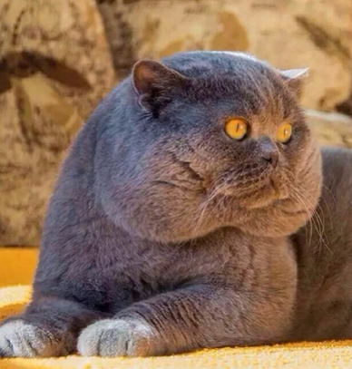 …………你…真的是猫吗？