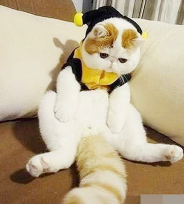 猫女士，你怎么这么落寂？