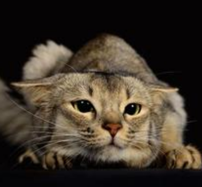 undefined{{pos:,w:,h:}}