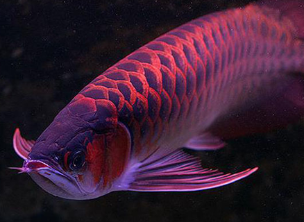 龙鱼不游动怎么办 具体情况具体对待