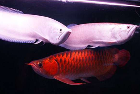 龙鱼肠炎的症状 一定要注意喂食