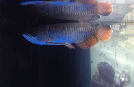 引起龙鱼肠炎的原因有哪些 食物要卫生