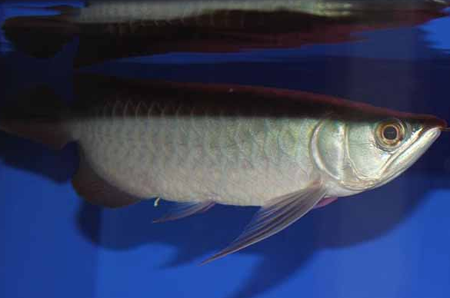 龙鱼肠炎怎么治疗 喂食前要处理好食物