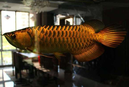 龙鱼沉头怎么治疗 要提供优良的生存环境