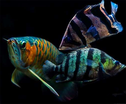 龙鱼混养怎么喂食 要控制好喂食的量