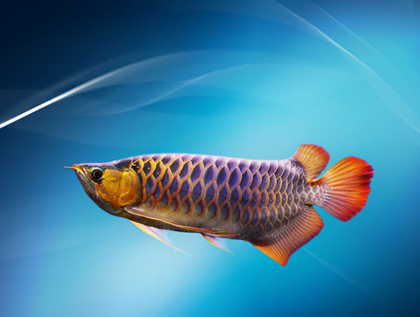 龙鱼鳞片缺损及充血怎么办 换水可预防