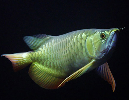 龙鱼吃哪种虾 要秉持多喂少量的原则