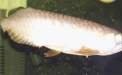 龙鱼的断鳍﹑断尾怎么办 需要细心照料