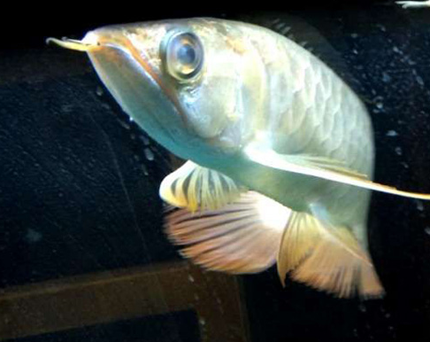 龙鱼蒙眼的成因 饲养龙鱼的水质恶化