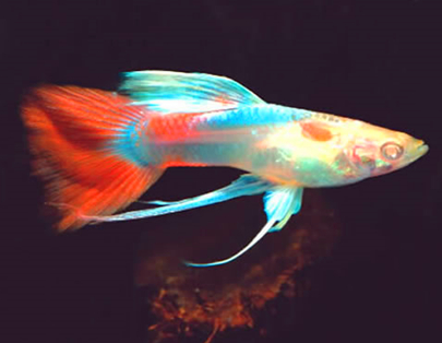 孔雀鱼白点病怎么治 最好能及时救治