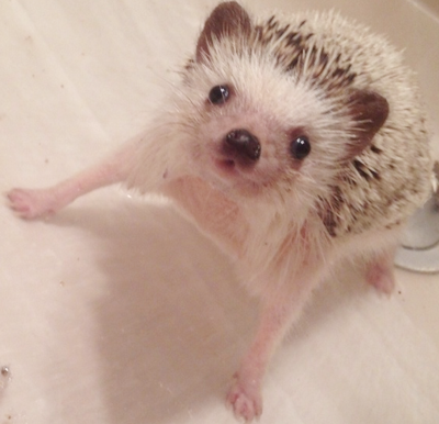 是要打架的架势呀