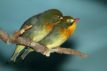 百灵鸟怎么养 怎么让百灵鸟不怕人