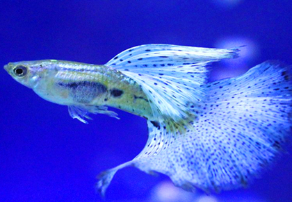 孔雀鱼的繁殖温度 水温应该固定在26℃