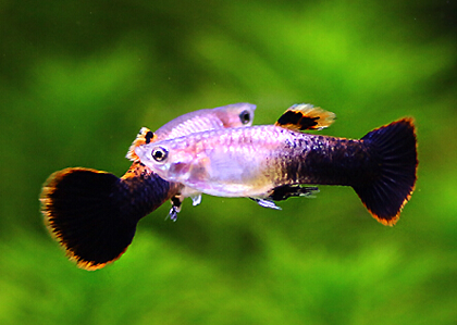 孔雀鱼不交配怎么办 不交配的原因有很多