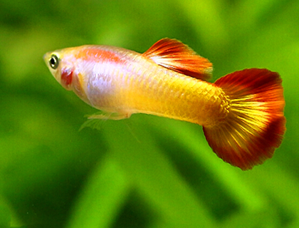 孔雀鱼的繁殖周期多长 繁殖无季节之分