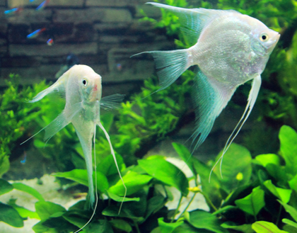 神仙鱼吃什么 饵料一定要经过消毒