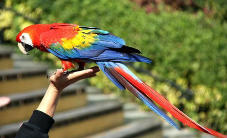 怎么训练鹦鹉说话 需要有耐性和坚持