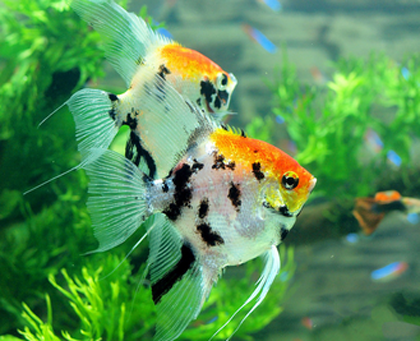 神仙鱼怎么换水 首先在换水之前先养水