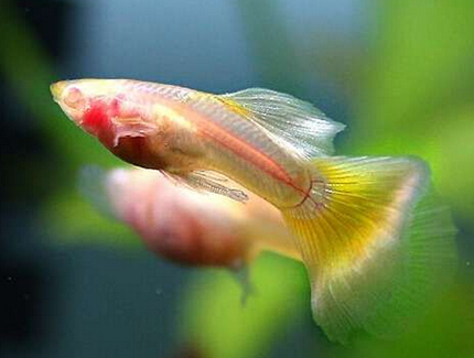 孔雀鱼怎么繁殖 选择优良的种鱼