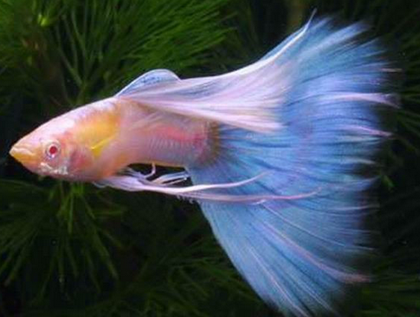 孔雀鱼烂尾怎么办 加强管理和喂养