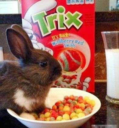 看神马看，没看过兔纸吃饭饭咩！