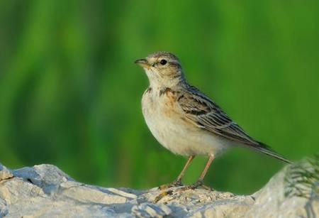 怎么训练鸟儿 训练鸟儿戴面具的技巧