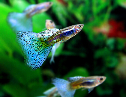 孔雀鱼难产怎么办 外部坏境造成的难产