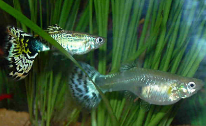 孔雀鱼如何受精 提供一个舒适的繁殖环境