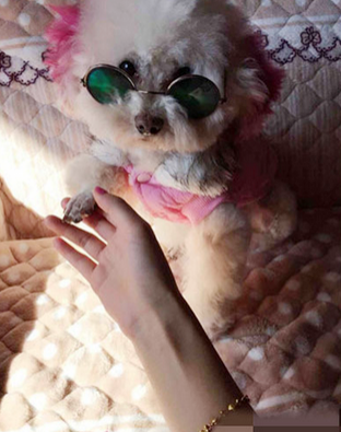 一只漂亮的公举汪，有着一个美丽的公主梦